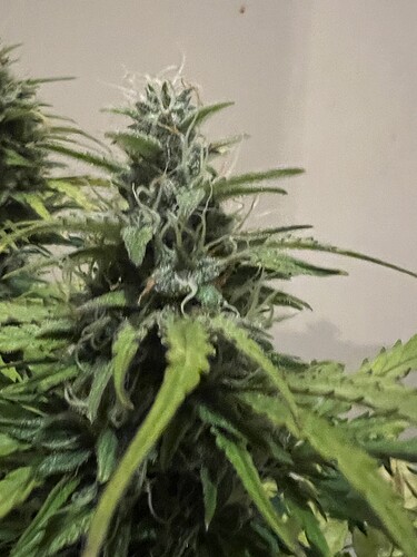 Growreport Bild 4