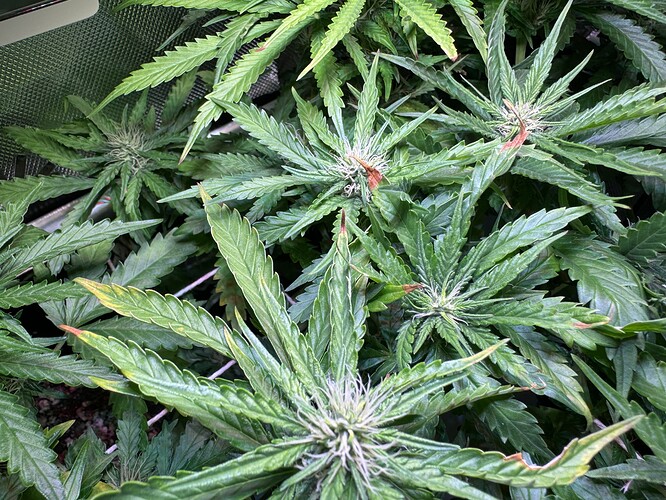 Growreport Bild 2