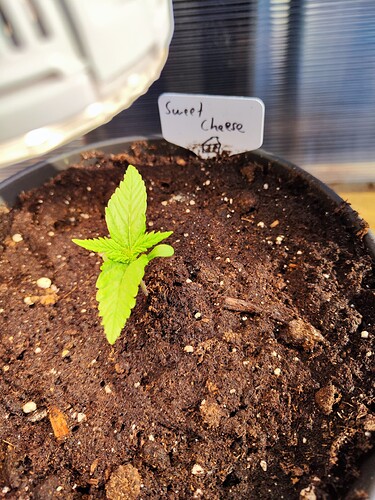 Growreport Bild 6