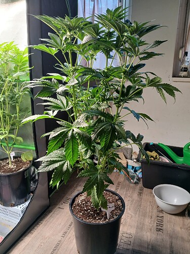 Growreport Bild 1