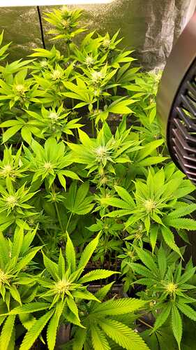 Draufsicht auf mehrere blühende Cannabispflanzen in einem Growzelt mit einem Ventilator am rechten Rand.