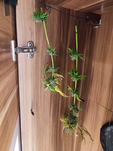 Growreport Bild 130
