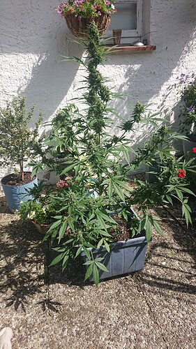 Growreport Bild 27