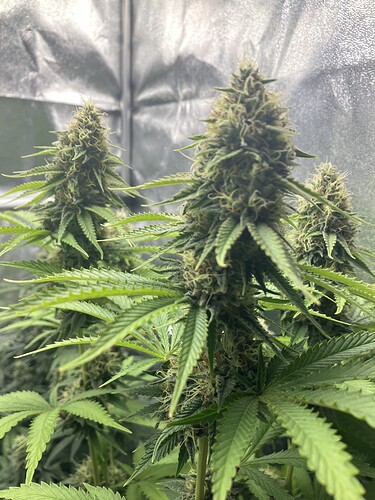 Growreport Bild 11