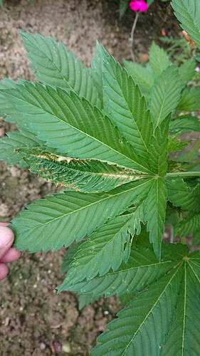 Growreport Bild 24