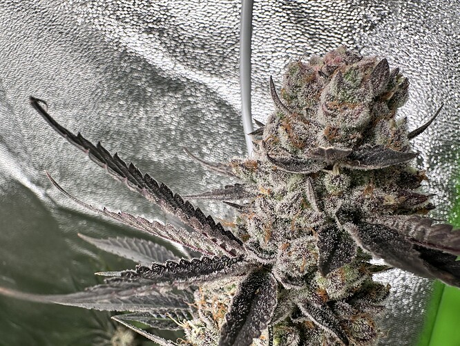 Growreport Bild 25