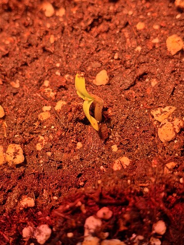 Growreport Bild 7