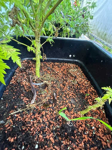 Growreport Bild 24