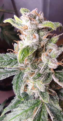 Growreport Bild 37