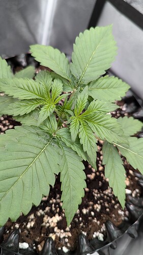 PXL_20240713_155639743.MP