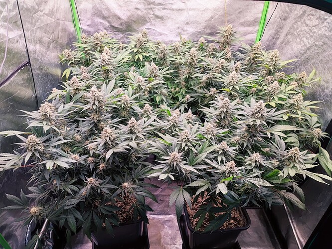 Growreport Bild 1