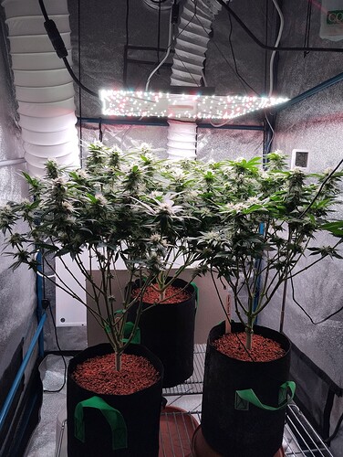 IMG_20250209_193558 - Kopie