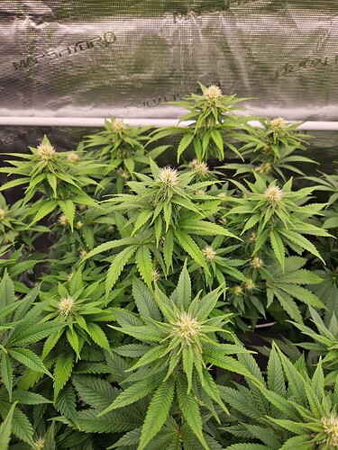 Growreport Bild 17