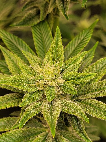 Growreport Bild 7