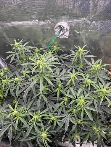 Growreport Bild 1