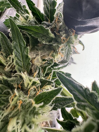 Growreport Bild 33