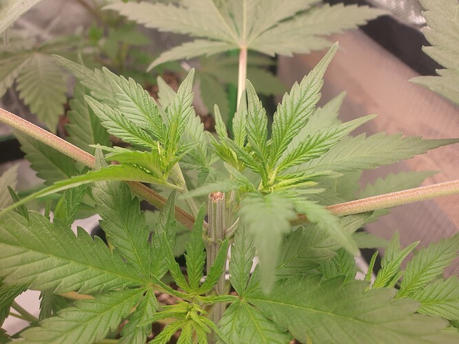 Growreport Bild 5