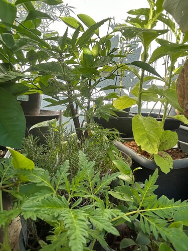 Growreport Bild 29