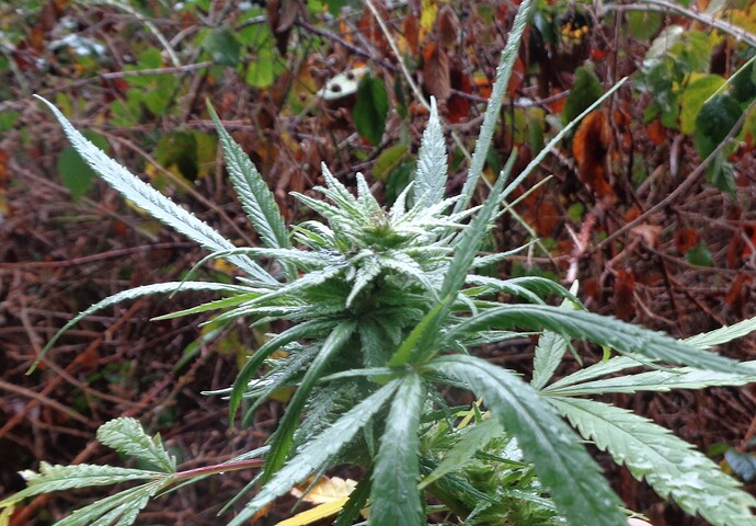 MG bud