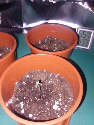 17620469387504010433812400920979