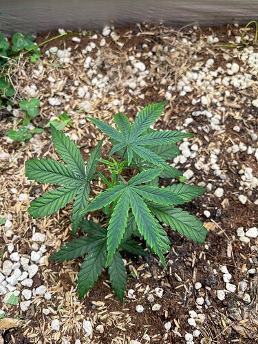 Growreport Bild 33