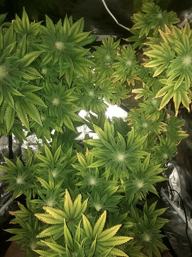 Growreport Bild 6