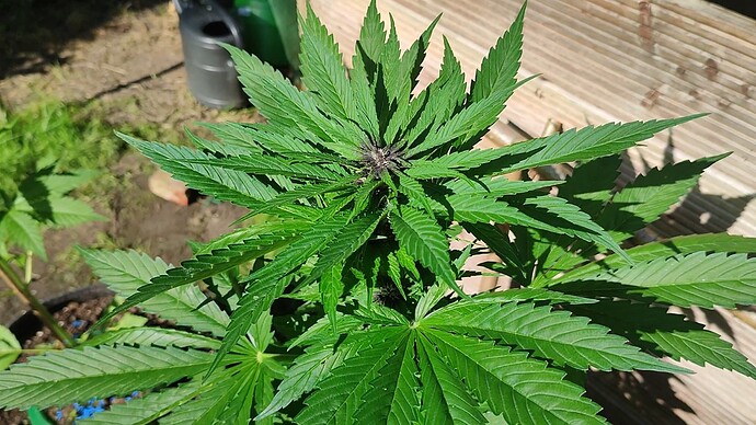 Screenshot 2024-06-20 174453