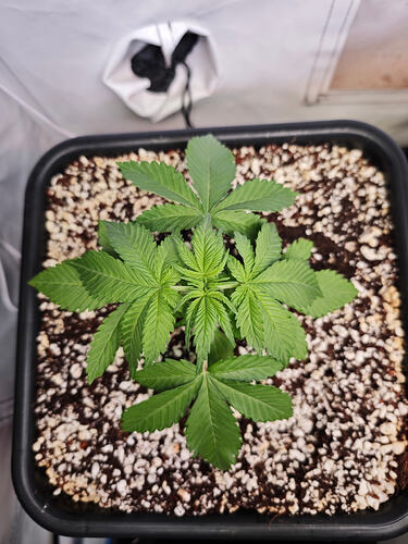 Growreport Bild 7