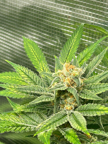 Growreport Bild 11