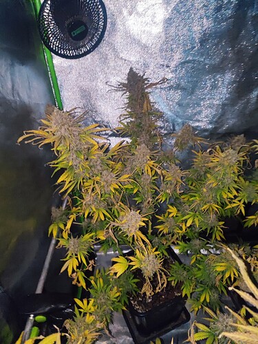 Growreport Bild 64