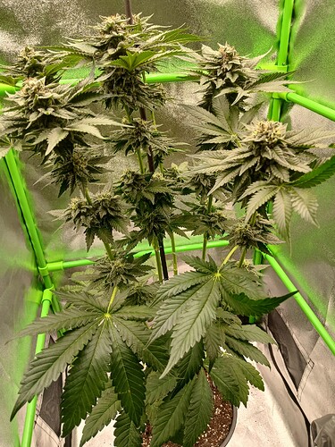 Growreport Bild 8