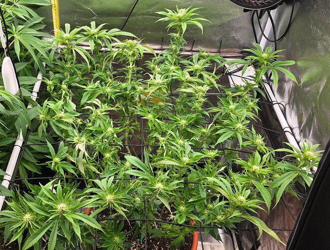 Growreport Bild 30