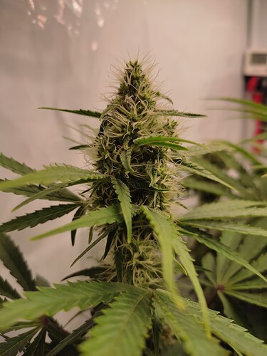 Growreport Bild 26