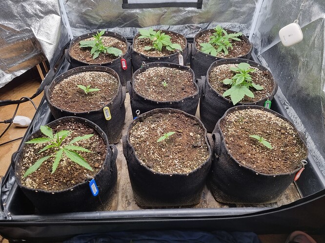 Neun junge Cannabispflanzen in Vlies-Töpfen, die in einer Growbox stehen. Die Pflanzen sind im Sämlingsstadium mit wenigen Blättern.