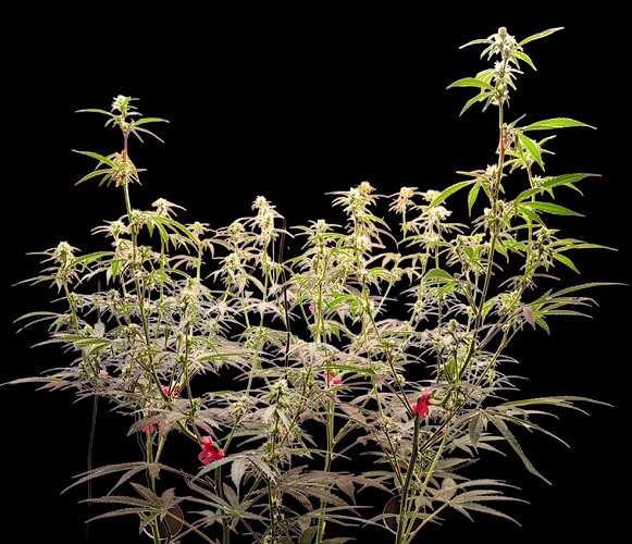 Growreport Bild 17