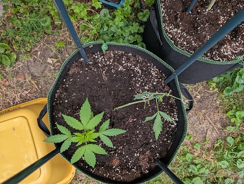 PXL_20250711_082425638