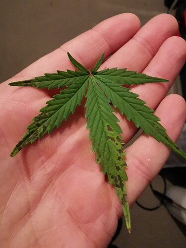 Growreport Bild 3