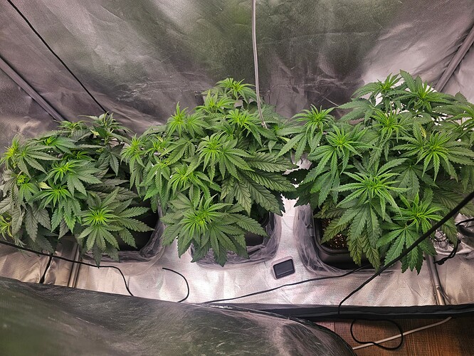 Growreport Bild 34
