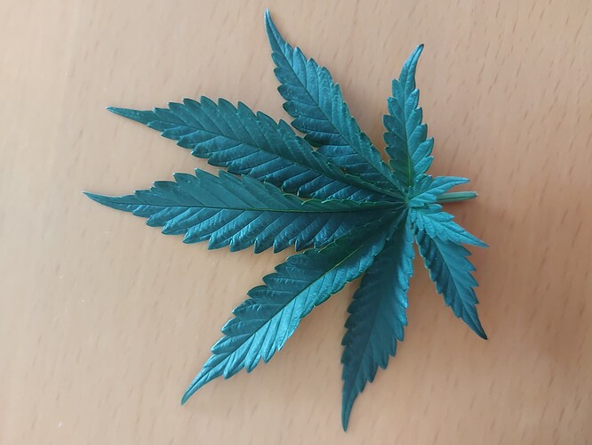 Growreport Bild 7