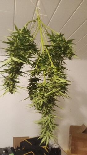 Growreport Bild 15