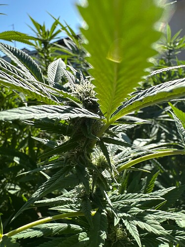Growreport Bild 41