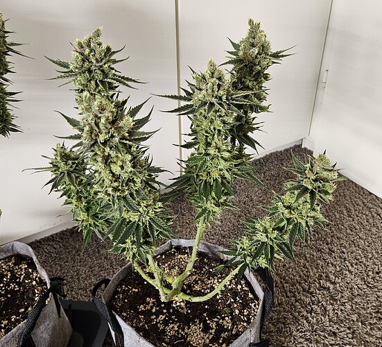 Growreport Bild 15