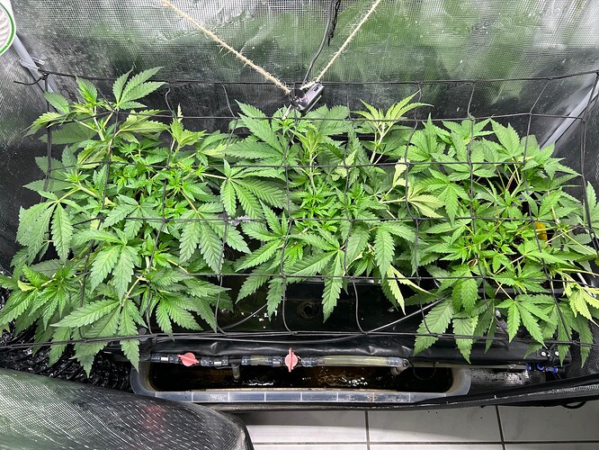 Growreport Bild 43