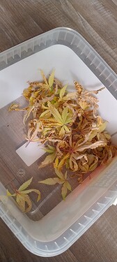 IMG_20251119_231529566_HDR