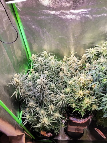 Growreport Bild 2