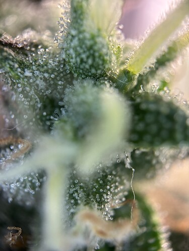 Growreport Bild 53