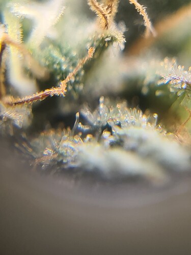Growreport Bild 44