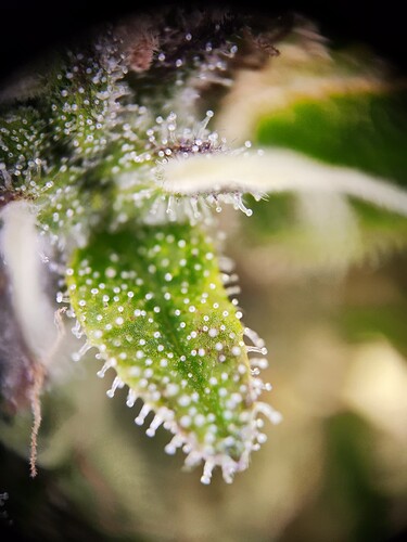 Growreport Bild 3