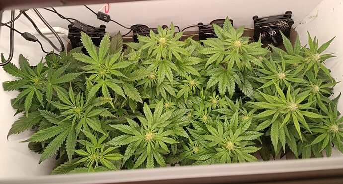 Growreport Bild 2