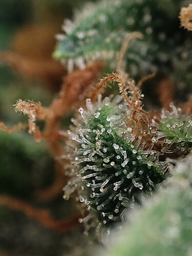 Growreport Bild 92